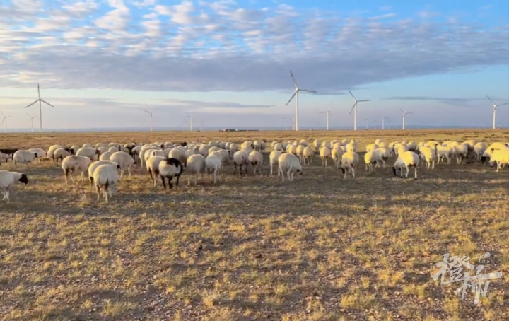 今天这段送葬视频看哭很多人!34岁老马去世,2匹小马拦在车前……休闲区蓝鸢梦想 - Www.slyday.coM 今天这段送葬视频看哭很多人!34岁老马去世,2匹小马拦在车前……休闲区蓝鸢梦想 - Www.slyday.coM