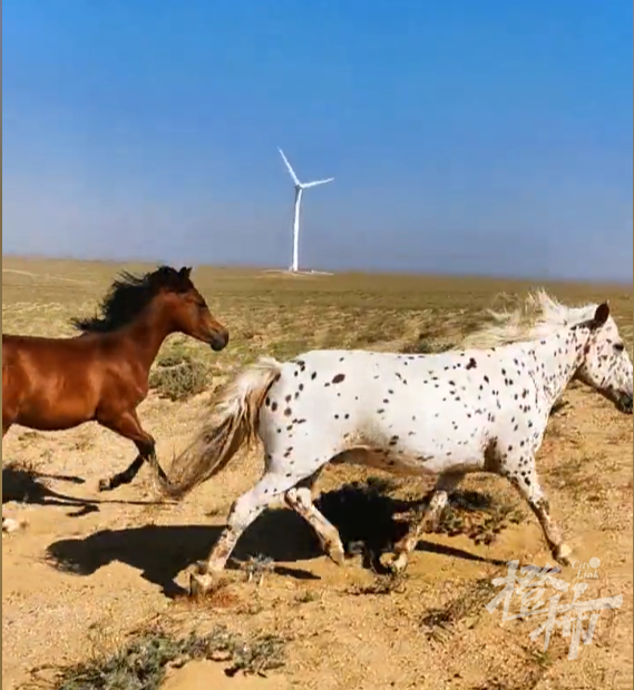 今天这段送葬视频看哭很多人!34岁老马去世,2匹小马拦在车前……休闲区蓝鸢梦想 - Www.slyday.coM 今天这段送葬视频看哭很多人!34岁老马去世,2匹小马拦在车前……休闲区蓝鸢梦想 - Www.slyday.coM