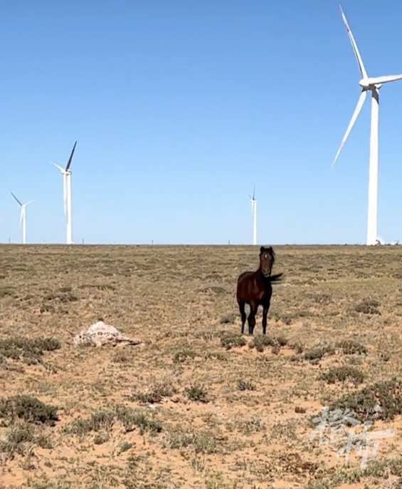 今天这段送葬视频看哭很多人!34岁老马去世,2匹小马拦在车前……休闲区蓝鸢梦想 - Www.slyday.coM 今天这段送葬视频看哭很多人!34岁老马去世,2匹小马拦在车前……休闲区蓝鸢梦想 - Www.slyday.coM