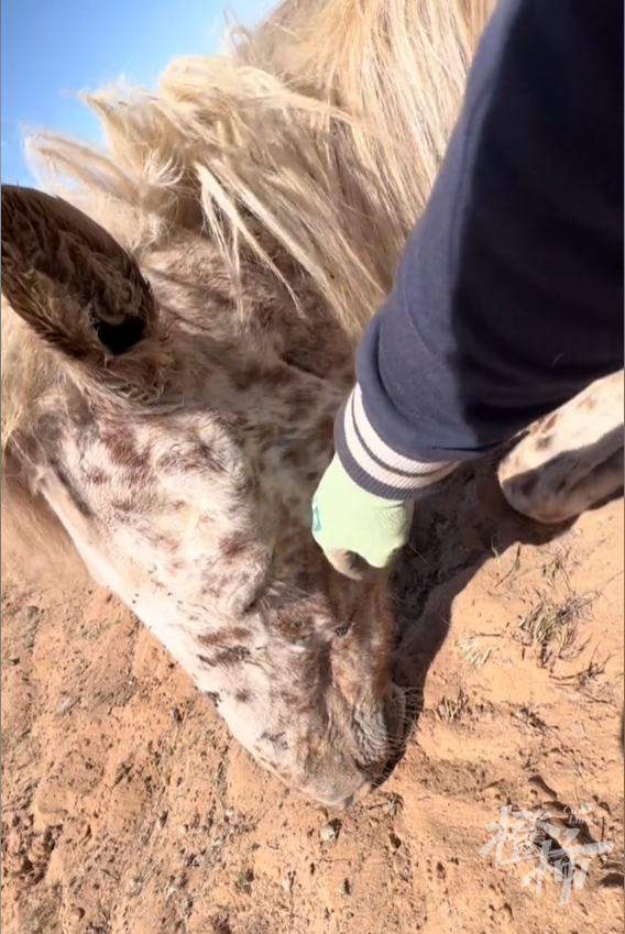 今天这段送葬视频看哭很多人!34岁老马去世,2匹小马拦在车前……休闲区蓝鸢梦想 - Www.slyday.coM 今天这段送葬视频看哭很多人!34岁老马去世,2匹小马拦在车前……休闲区蓝鸢梦想 - Www.slyday.coM