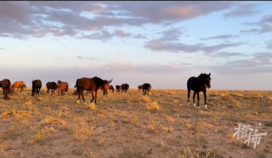 今天这段送葬视频看哭很多人!34岁老马去世,2匹小马拦在车前……休闲区蓝鸢梦想 - Www.slyday.coM 今天这段送葬视频看哭很多人!34岁老马去世,2匹小马拦在车前……休闲区蓝鸢梦想 - Www.slyday.coM