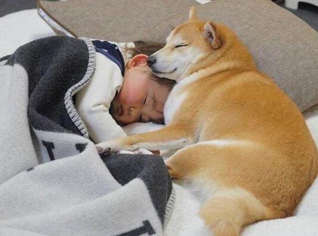 狗狗为什么喜欢和主人睡？离不开这6个原因|狗狗|主人|安全感_新浪新闻