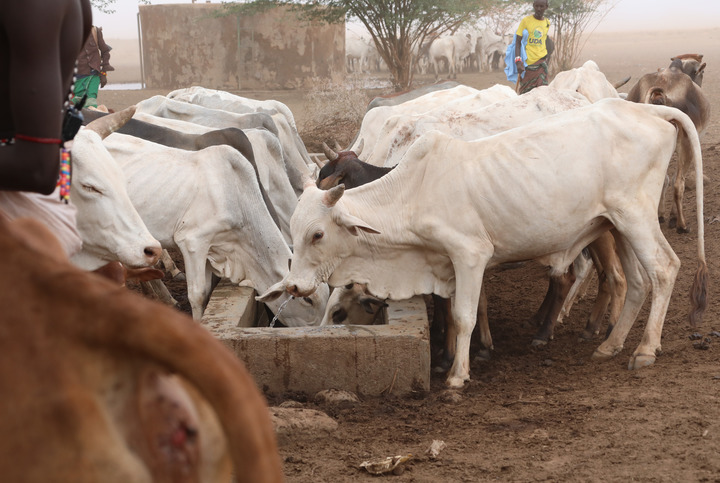 8月27日，在遭受旱灾的肯尼亚马萨比特郡莱萨米斯镇，一群牛在饮水点饮水。新华社记者董江辉摄