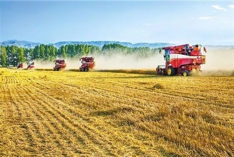 8月20日,金昌市永昌县红山窑镇收割小麦的场景。新甘肃·甘肃日报通讯员 周进学