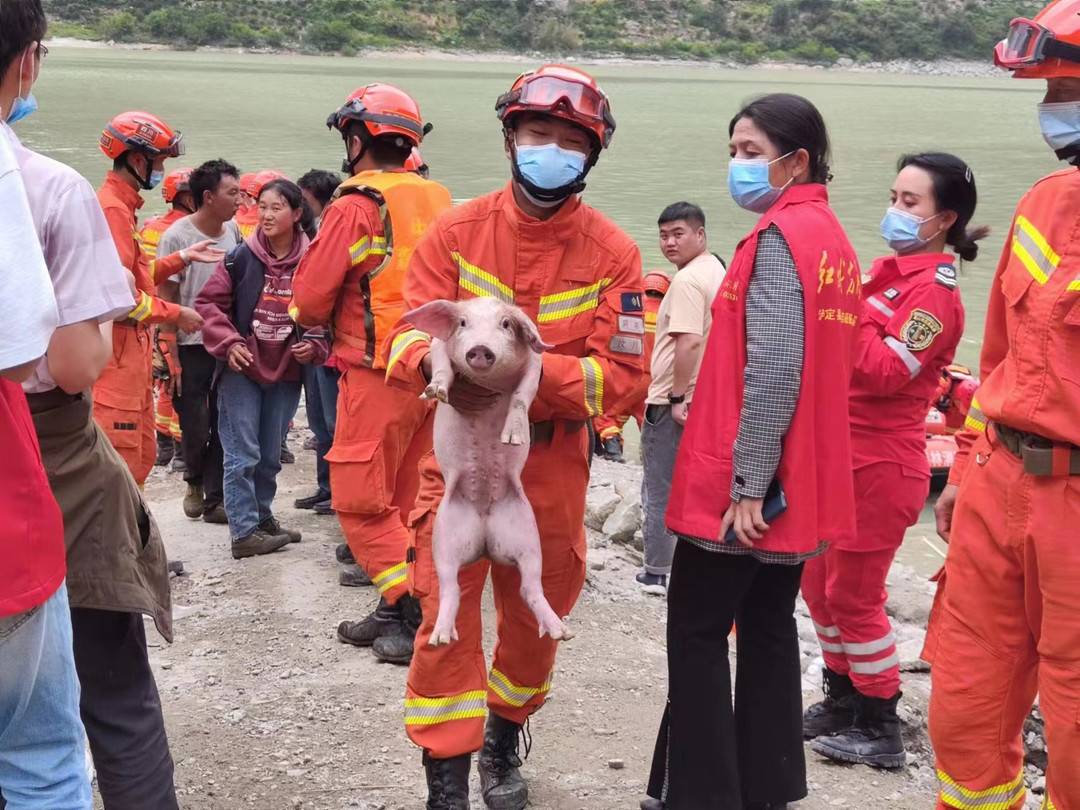 泸定地震“猪坚强”:被救时正游泳(图3)