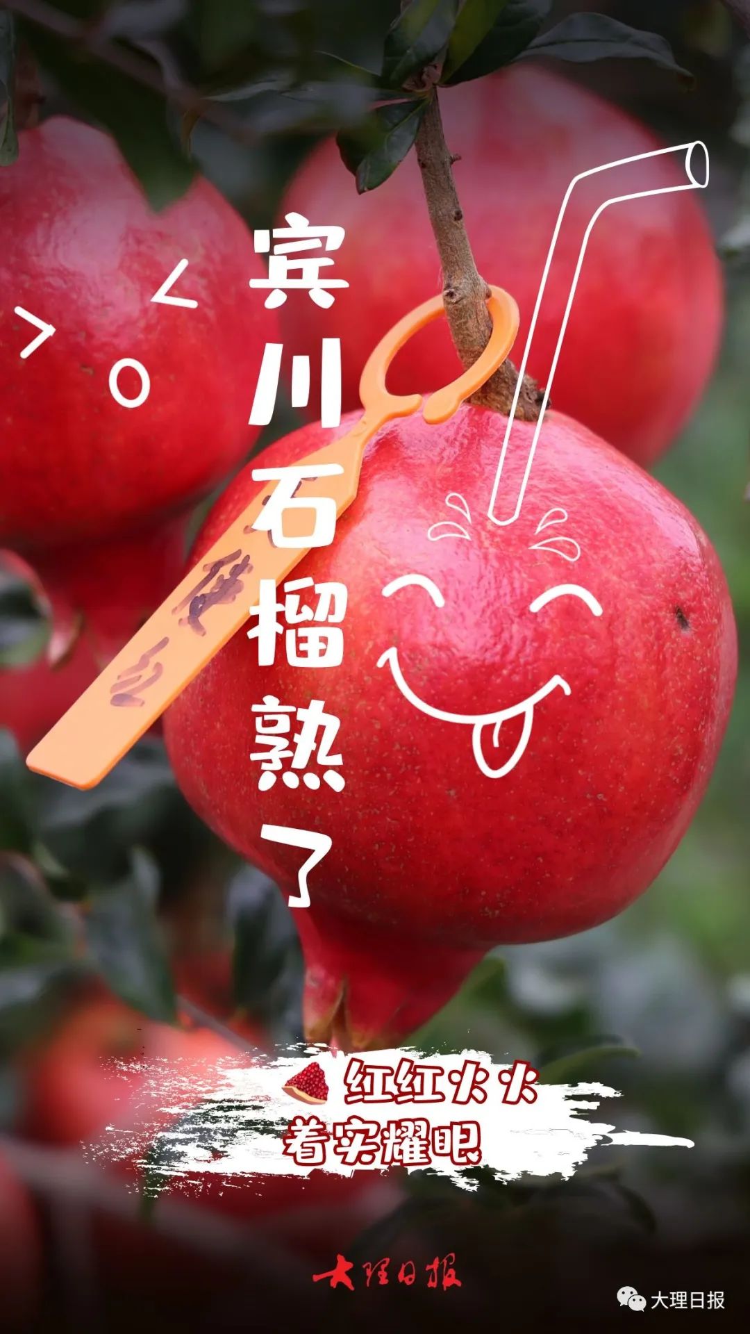 云南宾川葡萄在沪举办推介会 “宾果儿”三大品种齐亮相 | 国际果蔬报道