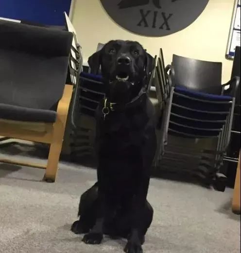 缉毒犬被警队“炒鱿鱼”,原来动物界也会失业!休闲区蓝鸢梦想 - Www.slyday.coM 缉毒犬被警队“炒鱿鱼”,原来动物界也会失业!休闲区蓝鸢梦想 - Www.slyday.coM