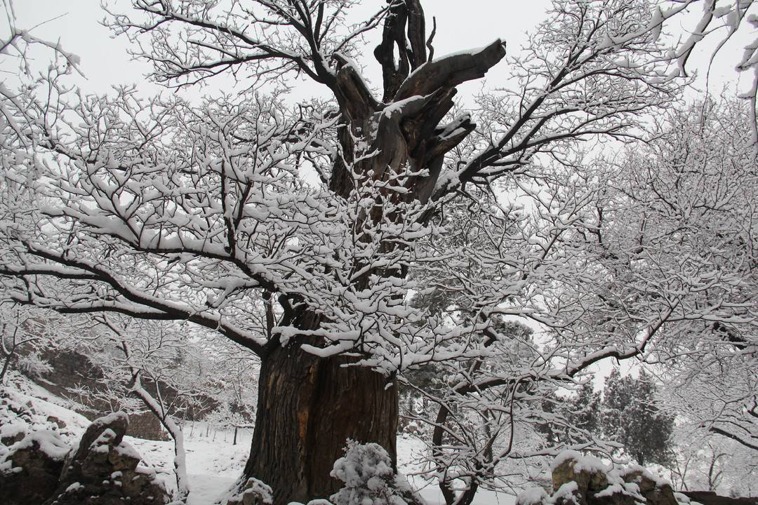 我国有多少古树名木?哪个省数量最多……国家林草局发布会揭开谜底休闲区蓝鸢梦想 - Www.slyday.coM 我国有多少古树名木?哪个省数量最多……国家林草局发布会揭开谜底休闲区蓝鸢梦想 - Www.slyday.coM