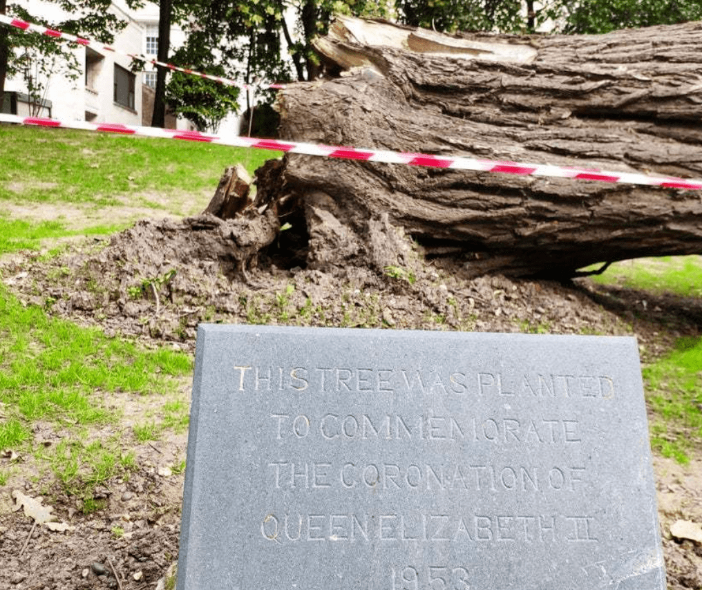 女王去世,三大巧合:她加冕时种的树死了,新国王的名字不吉利休闲区蓝鸢梦想 - Www.slyday.coM 女王去世,三大巧合:她加冕时种的树死了,新国王的名字不吉利休闲区蓝鸢梦想 - Www.slyday.coM