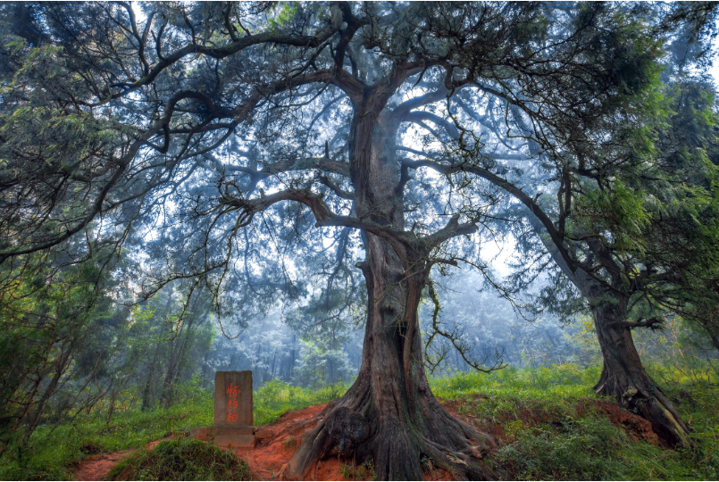 我国有多少古树名木?哪个省数量最多……国家林草局发布会揭开谜底休闲区蓝鸢梦想 - Www.slyday.coM 我国有多少古树名木?哪个省数量最多……国家林草局发布会揭开谜底休闲区蓝鸢梦想 - Www.slyday.coM