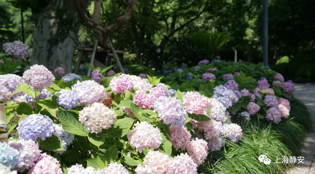 “园”来如此丨第一站,藏着“八景”的静安公园休闲区蓝鸢梦想 - Www.slyday.coM “园”来如此丨第一站,藏着“八景”的静安公园休闲区蓝鸢梦想 - Www.slyday.coM