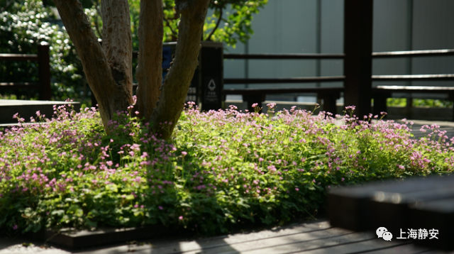 “园”来如此丨第一站,藏着“八景”的静安公园休闲区蓝鸢梦想 - Www.slyday.coM “园”来如此丨第一站,藏着“八景”的静安公园休闲区蓝鸢梦想 - Www.slyday.coM