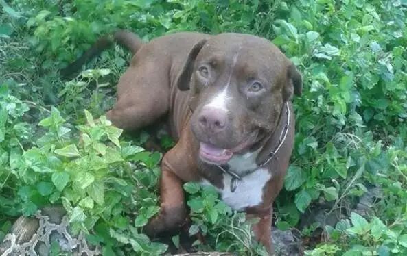 狗子昏死在地上,旁边还有一条蛇,主人以为它遭到不测,但下一秒……哈哈哈哈!休闲区蓝鸢梦想 - Www.slyday.coM 狗子昏死在地上,旁边还有一条蛇,主人以为它遭到不测,但下一秒……哈哈哈哈!休闲区蓝鸢梦想 - Www.slyday.coM