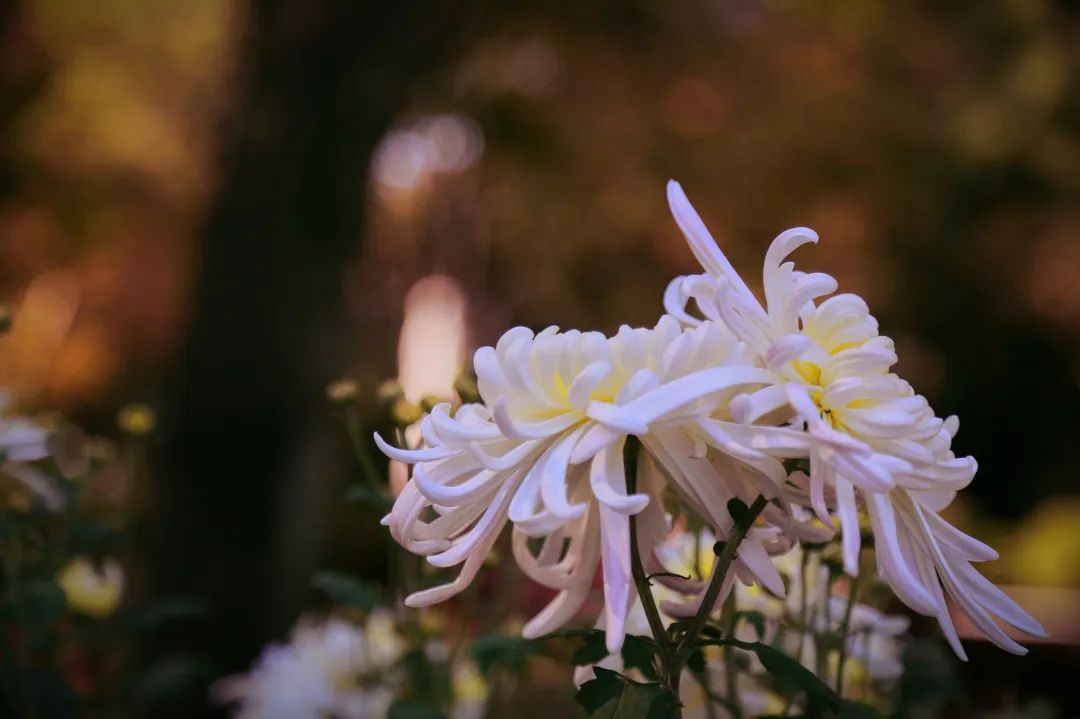 秋天的一些拍照灵感,满屏的橘色调,太治愈了!休闲区蓝鸢梦想 - Www.slyday.coM 秋天的一些拍照灵感,满屏的橘色调,太治愈了!休闲区蓝鸢梦想 - Www.slyday.coM