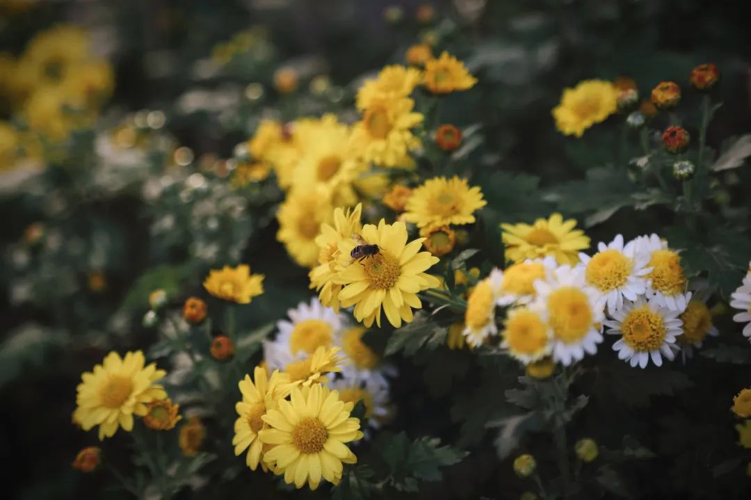 秋天的一些拍照灵感,满屏的橘色调,太治愈了!休闲区蓝鸢梦想 - Www.slyday.coM 秋天的一些拍照灵感,满屏的橘色调,太治愈了!休闲区蓝鸢梦想 - Www.slyday.coM