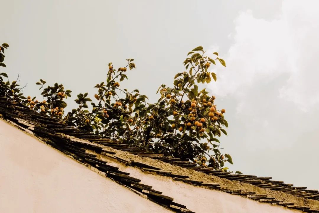 秋天的一些拍照灵感,满屏的橘色调,太治愈了!休闲区蓝鸢梦想 - Www.slyday.coM 秋天的一些拍照灵感,满屏的橘色调,太治愈了!休闲区蓝鸢梦想 - Www.slyday.coM