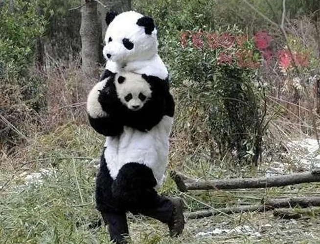 四川有多少熊猫是人扮的?休闲区蓝鸢梦想 - Www.slyday.coM 四川有多少熊猫是人扮的?休闲区蓝鸢梦想 - Www.slyday.coM