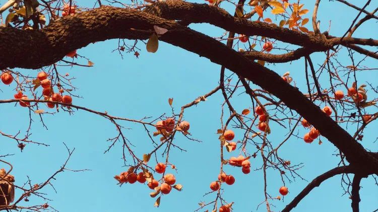 秋天的一些拍照灵感,满屏的橘色调,太治愈了!休闲区蓝鸢梦想 - Www.slyday.coM 秋天的一些拍照灵感,满屏的橘色调,太治愈了!休闲区蓝鸢梦想 - Www.slyday.coM