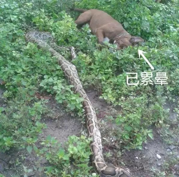 狗子昏死在地上,旁边还有一条蛇,主人以为它遭到不测,但下一秒……哈哈哈哈!休闲区蓝鸢梦想 - Www.slyday.coM 狗子昏死在地上,旁边还有一条蛇,主人以为它遭到不测,但下一秒……哈哈哈哈!休闲区蓝鸢梦想 - Www.slyday.coM