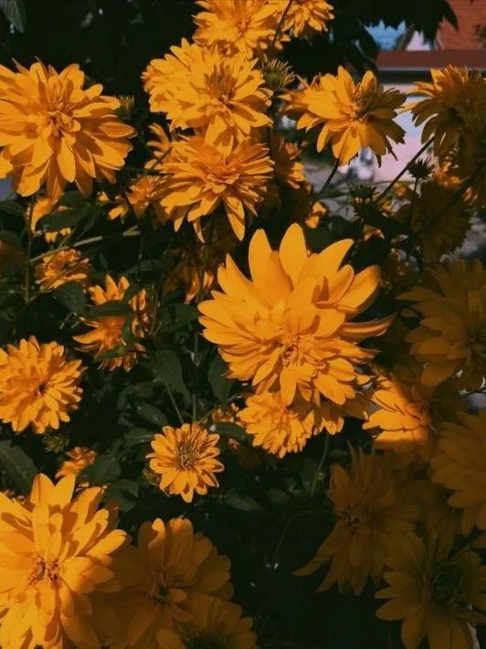 秋天的一些拍照灵感,满屏的橘色调,太治愈了!休闲区蓝鸢梦想 - Www.slyday.coM 秋天的一些拍照灵感,满屏的橘色调,太治愈了!休闲区蓝鸢梦想 - Www.slyday.coM