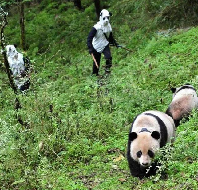 四川有多少熊猫是人扮的?休闲区蓝鸢梦想 - Www.slyday.coM 四川有多少熊猫是人扮的?休闲区蓝鸢梦想 - Www.slyday.coM