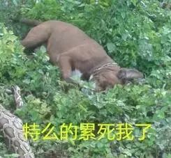 狗子昏死在地上,旁边还有一条蛇,主人以为它遭到不测,但下一秒……哈哈哈哈!休闲区蓝鸢梦想 - Www.slyday.coM 狗子昏死在地上,旁边还有一条蛇,主人以为它遭到不测,但下一秒……哈哈哈哈!休闲区蓝鸢梦想 - Www.slyday.coM