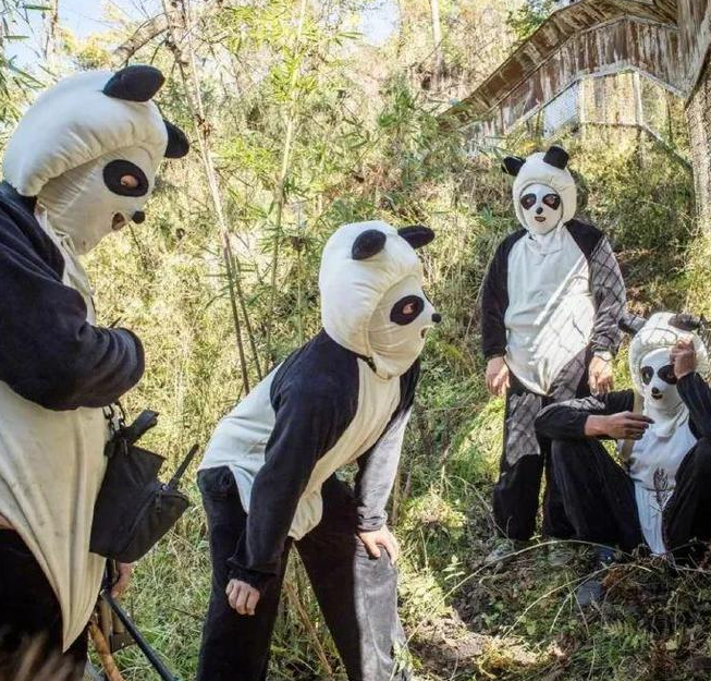 四川有多少熊猫是人扮的?休闲区蓝鸢梦想 - Www.slyday.coM 四川有多少熊猫是人扮的?休闲区蓝鸢梦想 - Www.slyday.coM