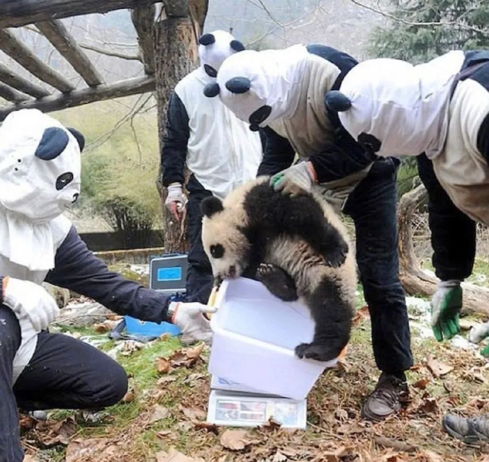 四川有多少熊猫是人扮的?休闲区蓝鸢梦想 - Www.slyday.coM 四川有多少熊猫是人扮的?休闲区蓝鸢梦想 - Www.slyday.coM