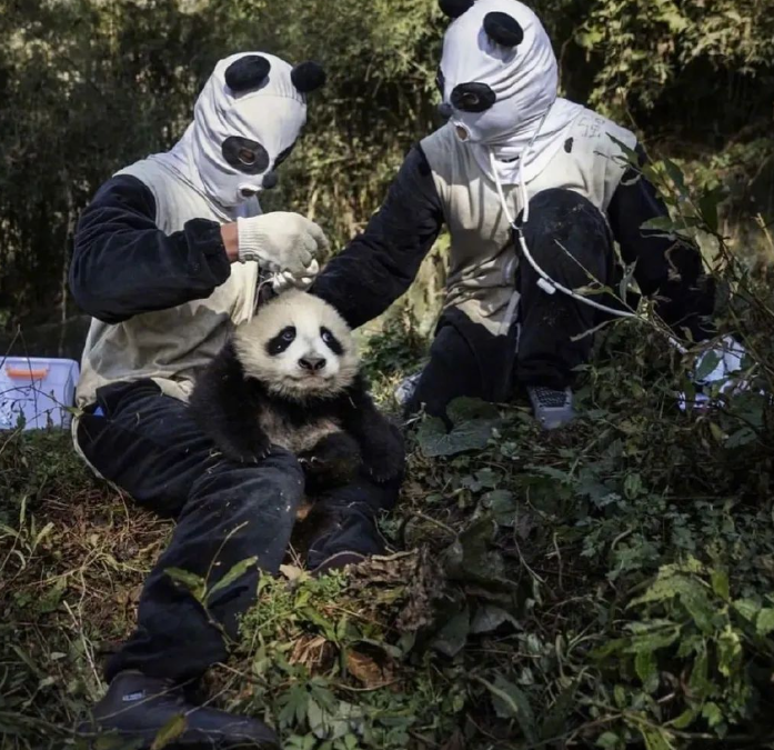 四川有多少熊猫是人扮的?休闲区蓝鸢梦想 - Www.slyday.coM 四川有多少熊猫是人扮的?休闲区蓝鸢梦想 - Www.slyday.coM