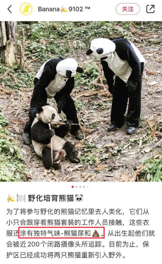 四川有多少熊猫是人扮的?休闲区蓝鸢梦想 - Www.slyday.coM 四川有多少熊猫是人扮的?休闲区蓝鸢梦想 - Www.slyday.coM