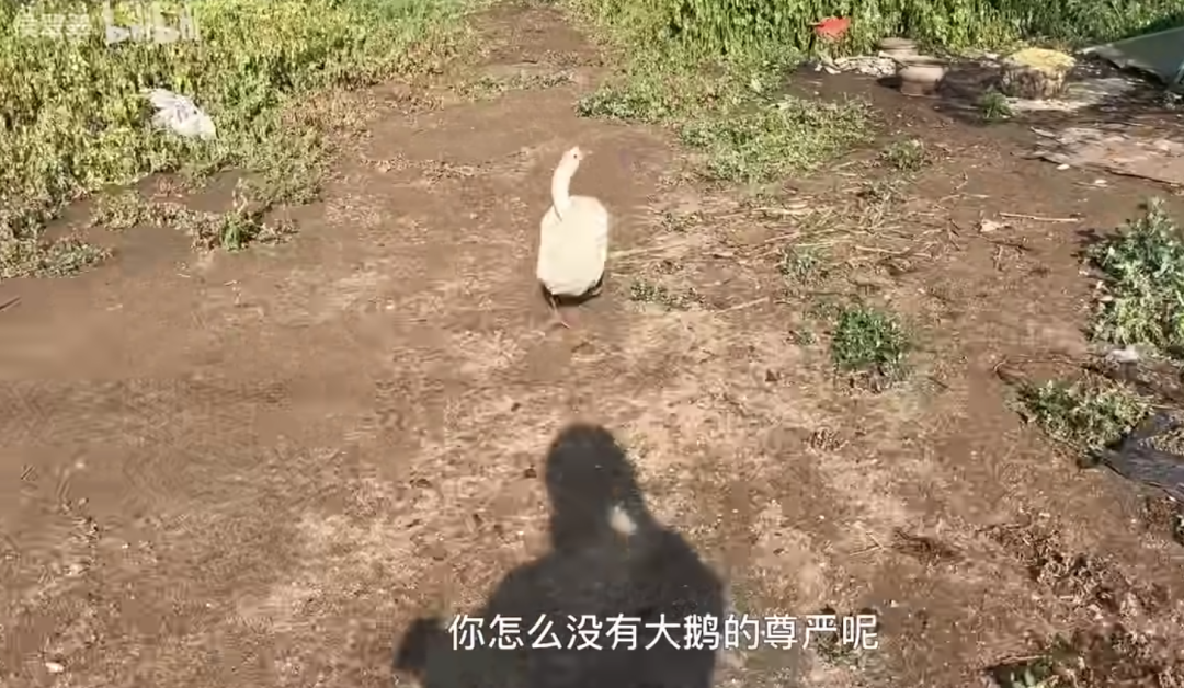 她一开口,年轻人都不焦虑了……休闲区蓝鸢梦想 - Www.slyday.coM 她一开口,年轻人都不焦虑了……休闲区蓝鸢梦想 - Www.slyday.coM