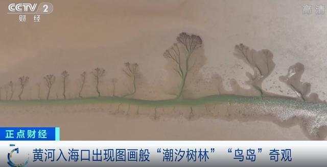 钱塘江入海口出现一片“水墨树林”?鬼斧神工背后,是一连串的地理知识休闲区蓝鸢梦想 - Www.slyday.coM 钱塘江入海口出现一片“水墨树林”?鬼斧神工背后,是一连串的地理知识休闲区蓝鸢梦想 - Www.slyday.coM