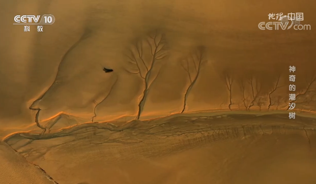 钱塘江入海口出现一片“水墨树林”?鬼斧神工背后,是一连串的地理知识休闲区蓝鸢梦想 - Www.slyday.coM 钱塘江入海口出现一片“水墨树林”?鬼斧神工背后,是一连串的地理知识休闲区蓝鸢梦想 - Www.slyday.coM