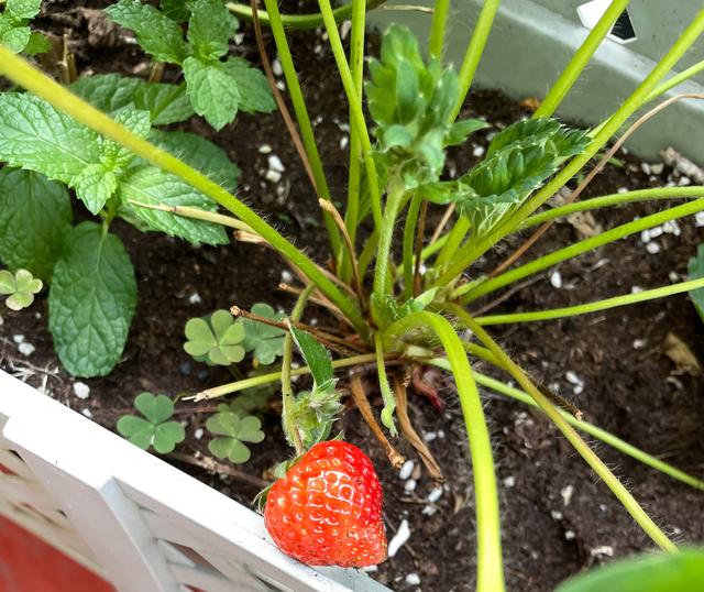 秋天,种植草莓的时间到了,阳台这样种植草莓,冬天吃果吃到春天休闲区蓝鸢梦想 - Www.slyday.coM 秋天,种植草莓的时间到了,阳台这样种植草莓,冬天吃果吃到春天休闲区蓝鸢梦想 - Www.slyday.coM