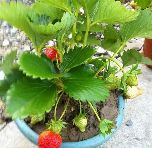 秋天,种植草莓的时间到了,阳台这样种植草莓,冬天吃果吃到春天休闲区蓝鸢梦想 - Www.slyday.coM 秋天,种植草莓的时间到了,阳台这样种植草莓,冬天吃果吃到春天休闲区蓝鸢梦想 - Www.slyday.coM