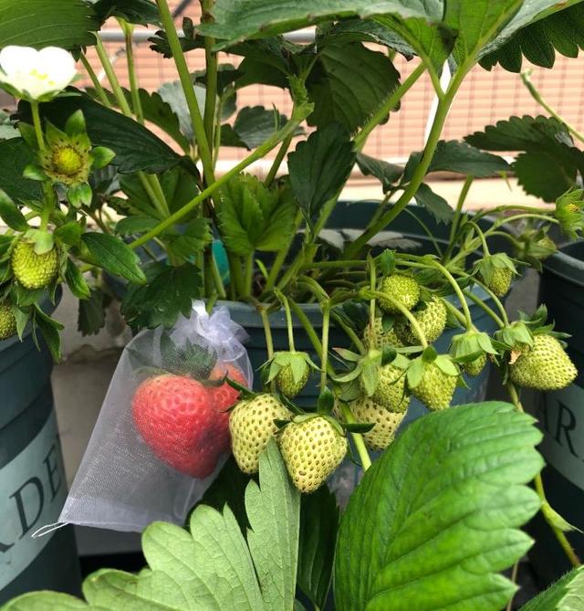秋天,种植草莓的时间到了,阳台这样种植草莓,冬天吃果吃到春天休闲区蓝鸢梦想 - Www.slyday.coM 秋天,种植草莓的时间到了,阳台这样种植草莓,冬天吃果吃到春天休闲区蓝鸢梦想 - Www.slyday.coM