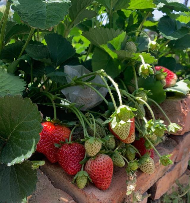 秋天,种植草莓的时间到了,阳台这样种植草莓,冬天吃果吃到春天休闲区蓝鸢梦想 - Www.slyday.coM 秋天,种植草莓的时间到了,阳台这样种植草莓,冬天吃果吃到春天休闲区蓝鸢梦想 - Www.slyday.coM