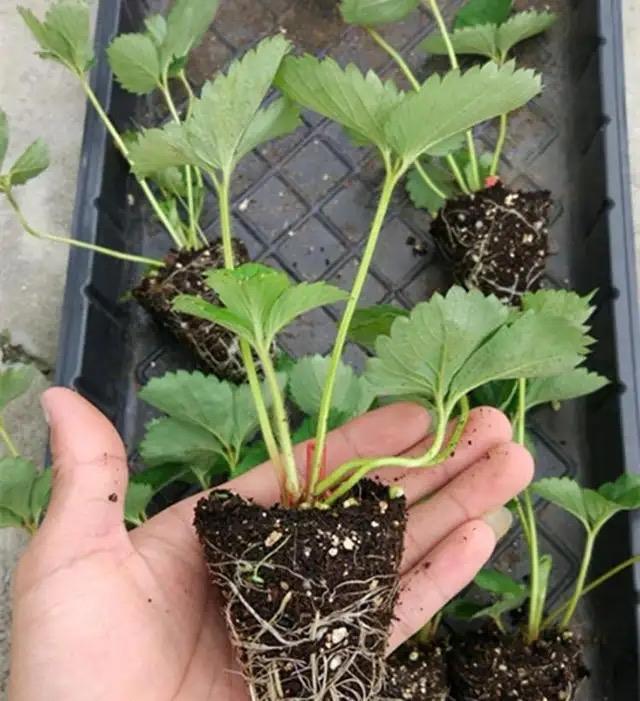 秋天,种植草莓的时间到了,阳台这样种植草莓,冬天吃果吃到春天休闲区蓝鸢梦想 - Www.slyday.coM 秋天,种植草莓的时间到了,阳台这样种植草莓,冬天吃果吃到春天休闲区蓝鸢梦想 - Www.slyday.coM