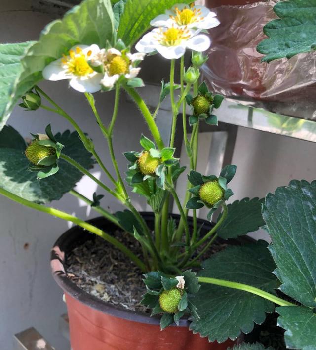 秋天,种植草莓的时间到了,阳台这样种植草莓,冬天吃果吃到春天休闲区蓝鸢梦想 - Www.slyday.coM 秋天,种植草莓的时间到了,阳台这样种植草莓,冬天吃果吃到春天休闲区蓝鸢梦想 - Www.slyday.coM