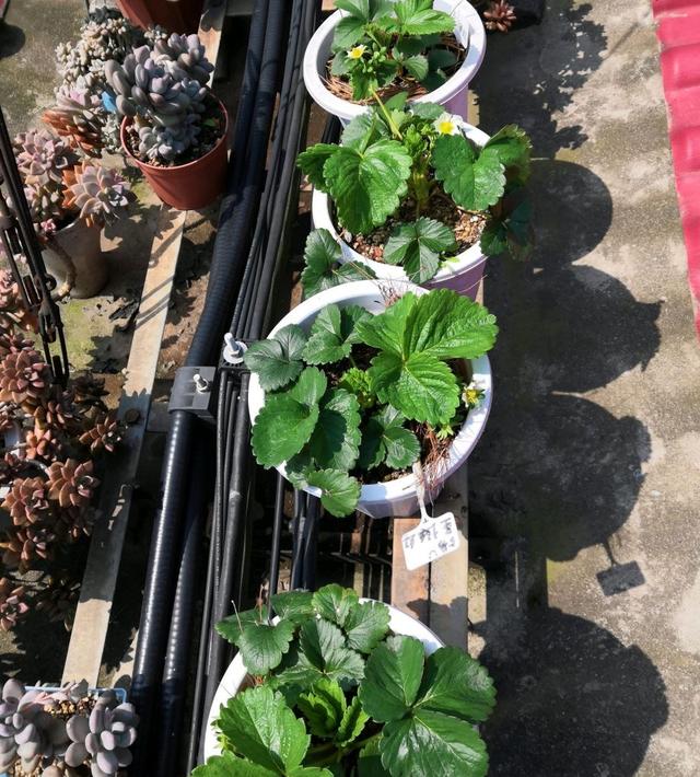 秋天,种植草莓的时间到了,阳台这样种植草莓,冬天吃果吃到春天休闲区蓝鸢梦想 - Www.slyday.coM 秋天,种植草莓的时间到了,阳台这样种植草莓,冬天吃果吃到春天休闲区蓝鸢梦想 - Www.slyday.coM