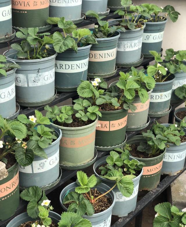 秋天,种植草莓的时间到了,阳台这样种植草莓,冬天吃果吃到春天休闲区蓝鸢梦想 - Www.slyday.coM 秋天,种植草莓的时间到了,阳台这样种植草莓,冬天吃果吃到春天休闲区蓝鸢梦想 - Www.slyday.coM