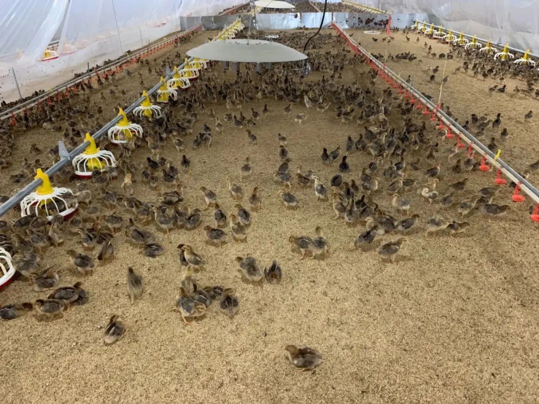 人均最贵的烧烤,为什么还越来越火了?休闲区蓝鸢梦想 - Www.slyday.coM 人均最贵的烧烤,为什么还越来越火了?休闲区蓝鸢梦想 - Www.slyday.coM