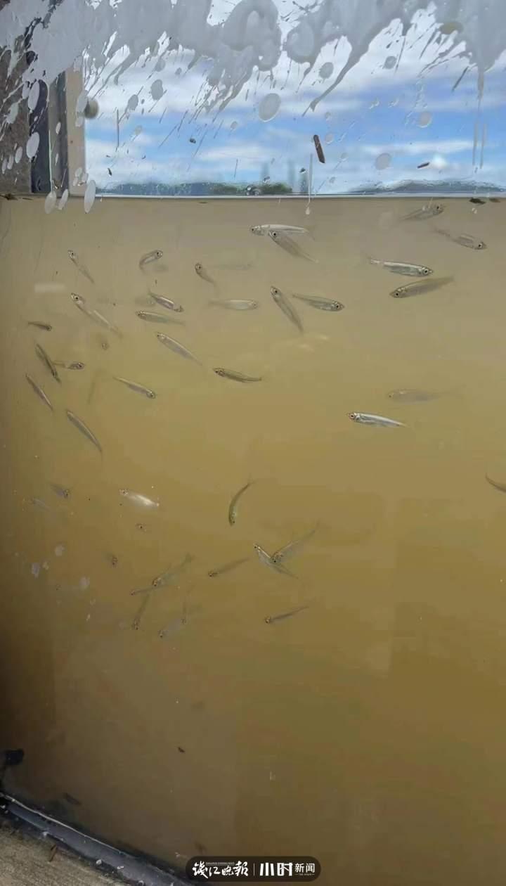 玻璃挡墙秒变”鱼缸“,余姚这处“防洪神器”引来市民打卡拍照休闲区蓝鸢梦想 - Www.slyday.coM 玻璃挡墙秒变”鱼缸“,余姚这处“防洪神器”引来市民打卡拍照休闲区蓝鸢梦想 - Www.slyday.coM