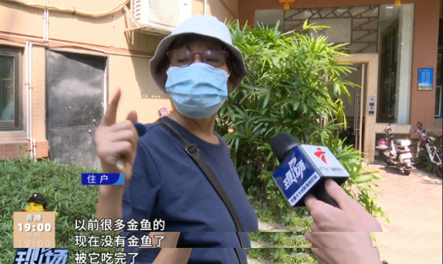 又是鳄雀鳝!男子在水池洗手被咬伤,一查竟是两年前被放生的……休闲区蓝鸢梦想 - Www.slyday.coM 又是鳄雀鳝!男子在水池洗手被咬伤,一查竟是两年前被放生的……休闲区蓝鸢梦想 - Www.slyday.coM