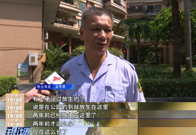 又是鳄雀鳝!男子在水池洗手被咬伤,一查竟是两年前被放生的……休闲区蓝鸢梦想 - Www.slyday.coM 又是鳄雀鳝!男子在水池洗手被咬伤,一查竟是两年前被放生的……休闲区蓝鸢梦想 - Www.slyday.coM