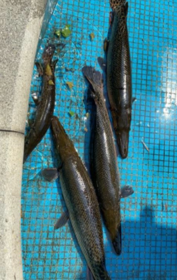 又是鳄雀鳝!男子在水池洗手被咬伤,一查竟是两年前被放生的……休闲区蓝鸢梦想 - Www.slyday.coM 又是鳄雀鳝!男子在水池洗手被咬伤,一查竟是两年前被放生的……休闲区蓝鸢梦想 - Www.slyday.coM