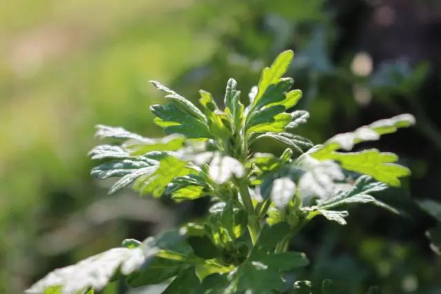 湿寒别不当回事!这个柔软舒爽的艾绒坐垫,让你“坐着”就能告别湿气!休闲区蓝鸢梦想 - Www.slyday.coM 湿寒别不当回事!这个柔软舒爽的艾绒坐垫,让你“坐着”就能告别湿气!休闲区蓝鸢梦想 - Www.slyday.coM