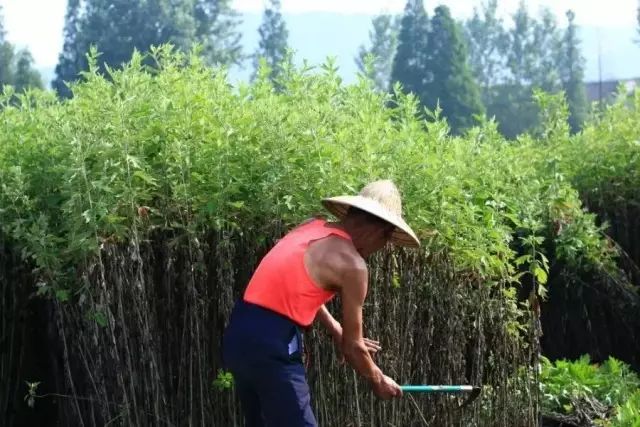 湿寒别不当回事!这个柔软舒爽的艾绒坐垫,让你“坐着”就能告别湿气!休闲区蓝鸢梦想 - Www.slyday.coM 湿寒别不当回事!这个柔软舒爽的艾绒坐垫,让你“坐着”就能告别湿气!休闲区蓝鸢梦想 - Www.slyday.coM