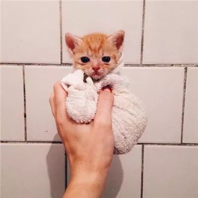 两只被遗弃的奶喵被这名妹纸捡到后,没想到竟是这样的“后果”!休闲区蓝鸢梦想 - Www.slyday.coM 两只被遗弃的奶喵被这名妹纸捡到后,没想到竟是这样的“后果”!休闲区蓝鸢梦想 - Www.slyday.coM