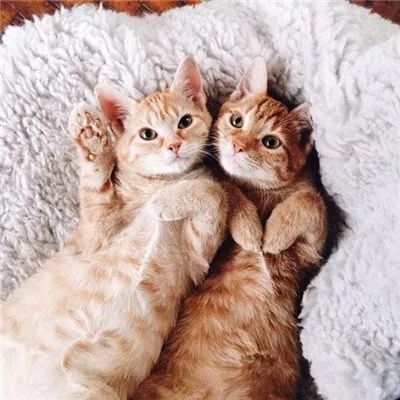 两只被遗弃的奶喵被这名妹纸捡到后,没想到竟是这样的“后果”!休闲区蓝鸢梦想 - Www.slyday.coM 两只被遗弃的奶喵被这名妹纸捡到后,没想到竟是这样的“后果”!休闲区蓝鸢梦想 - Www.slyday.coM